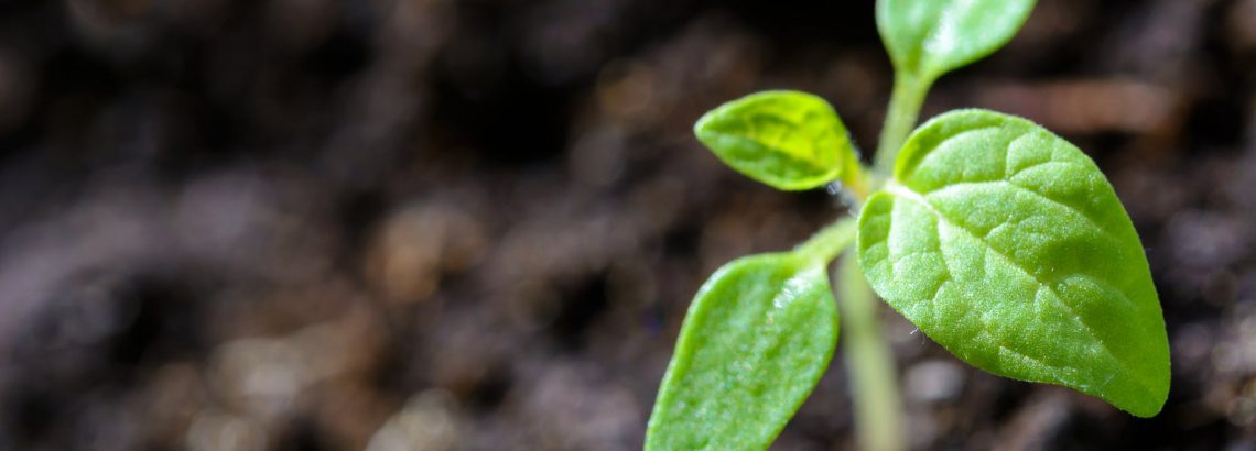 פרוייקט שביל הקיימות וגינת הירק